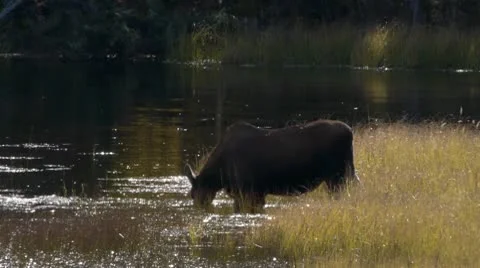 Moose Grazing In Pond Stock Footage 9052108