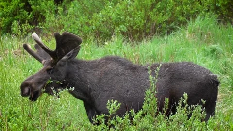 A moose grazing in Rocky Mountain National Park Stock Footage