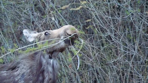 Moose Grazing on the Side of the Road Stock Footage 108279412