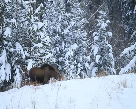 Moose grazing in snow. Stock Footage 10756476