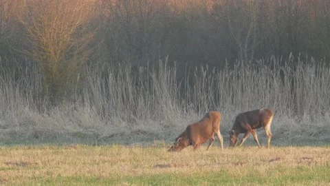 Moose grazing in spring meadow while kneeling at sunset. Stock Footage 194337742