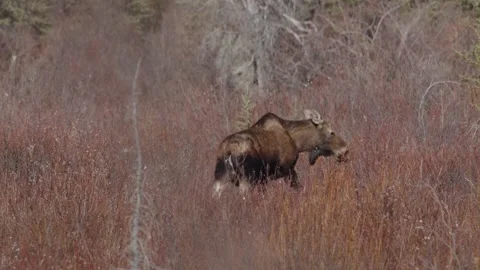 Moose grazing in the wilds Video stock 308667915