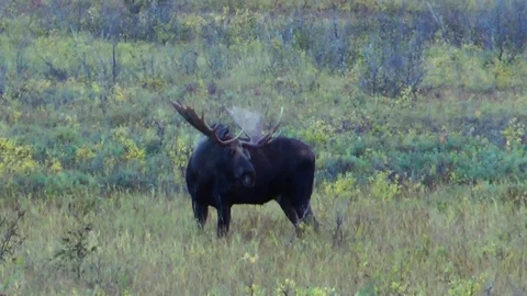 Moose in the green forest Stock Footage