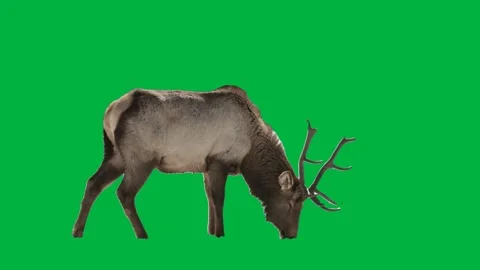Moose Greenscreen 28 Stock-Footage 198585487