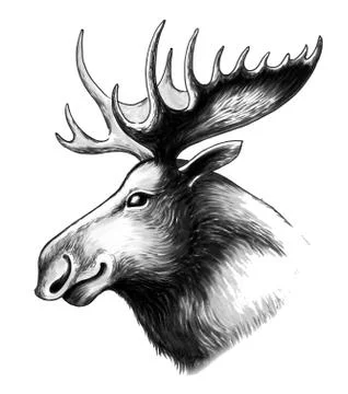 Moose head Illustrazione stock