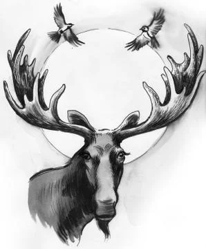 Moose head Stock Illustration