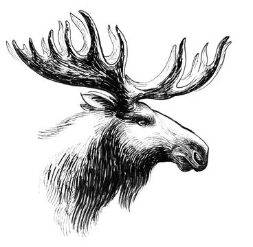 Moose head Stock Illustration