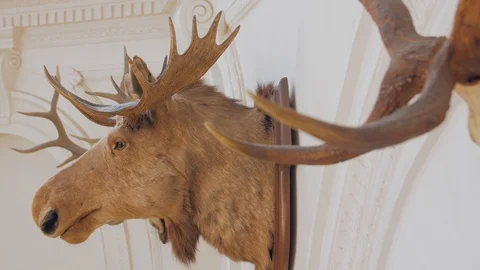 The Moose Head Trophy Video stock 118187929