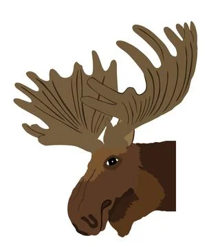 Moose head vector illustration isolated on white 스톡 일러스트