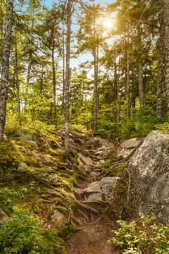 Moose horn trail path Stock Photos