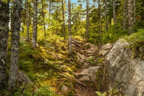 Moose horn trail path Stock Photos