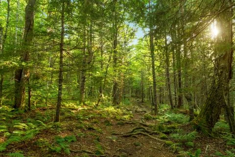 Moose horn trail path Stock Photos
