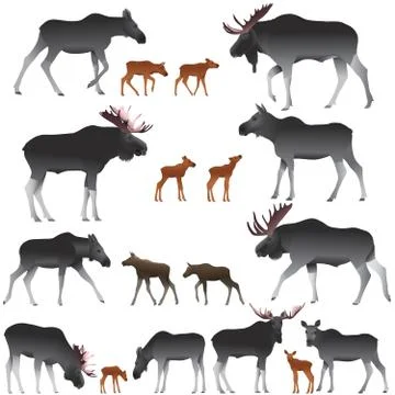 Moose Stock Illustration