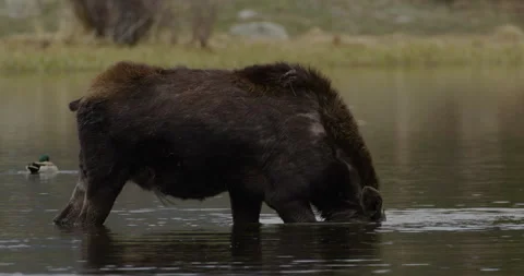 Moose in lake drinking water Stock Footage 247100073