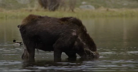 Moose in lake drinking water Stock Footage 247915868