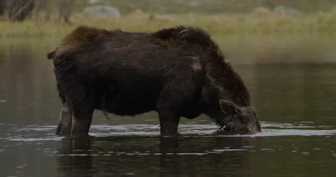 Moose in lake drinking water Stock Footage 248718210