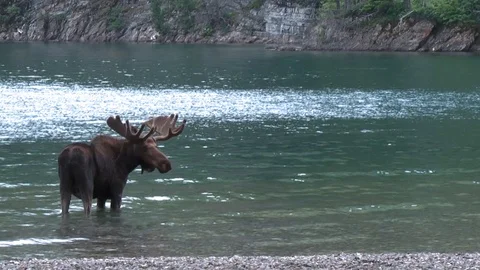 Moose in lake Stock Footage 90547832