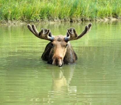 Moose in lake Stock Photos