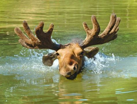 Moose in lake Foto stock