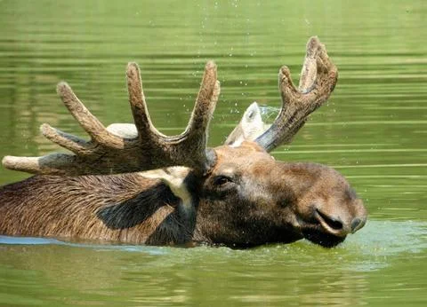 Moose in lake Stock Photos