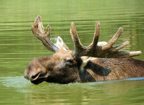 Moose in lake 写真素材
