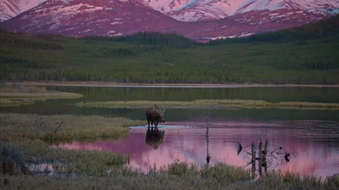 Moose in an lake at sunset with the Alaska Range reflecting off water. zoom out Stock Footage 310422890