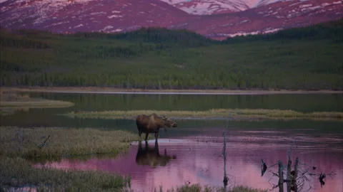 Moose in an lake at sunset with the Alaska Range reflecting off water. zoom out Video stock 310424960
