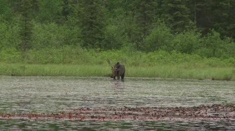 Moose in lake2 Stock Footage 8557017