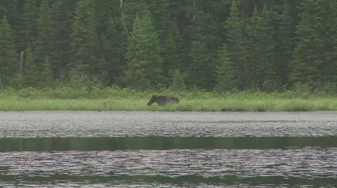 Moose in lake3 Stock Footage 8557019