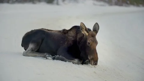 Moose laying down eating snow 库存影片 221949451