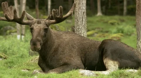 A moose laying down Video stock 11314837