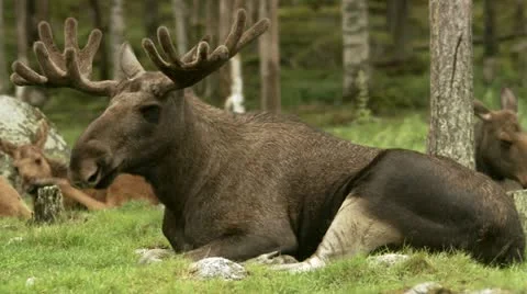 A moose laying down Stock-Footage 11314860