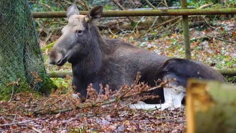 Moose laying down. Video stock 121928768