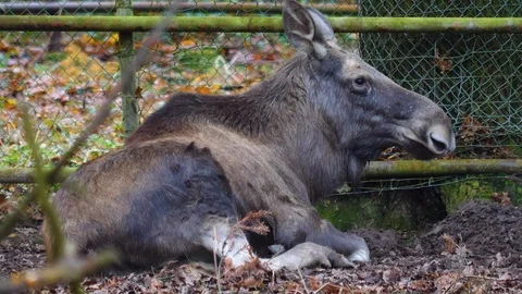 Moose laying down. Video stock 121928834