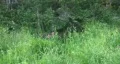 Moose laying down HD HD Footage