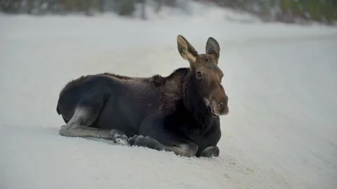Moose laying down in the snow 库存影片 221949464