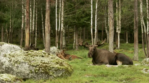 A moose laying down, Sweden. Stock Footage 51822893