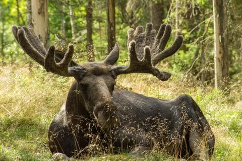 Moose laying in grass Stock Photos
