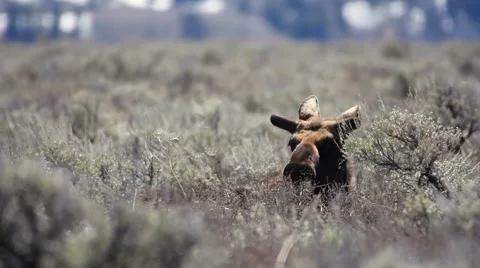 Moose laying in sagebrush Stock Footage