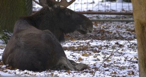 A moose lies on the ground, head turned right 10bit HLG Video stock 102190260