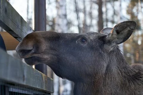 A moose is looking at the camera through a fence Stock Photos