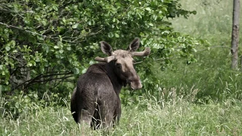 A moose looks at the camera. Video stock 295820746