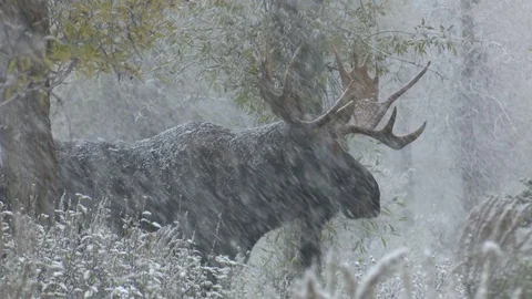 Moose looks In Snow Storm Video stock 82177120