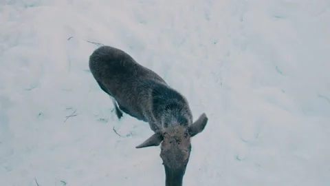 The moose looks up warily and sniffs the approaching drone. Moose farm. Stock Footage 168419733
