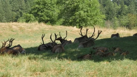 Moose lying on grass on wildlife park on summer day Stock Footage 143471808