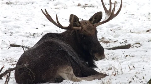 Moose is lying on the snowy ground Vidéo 72810413