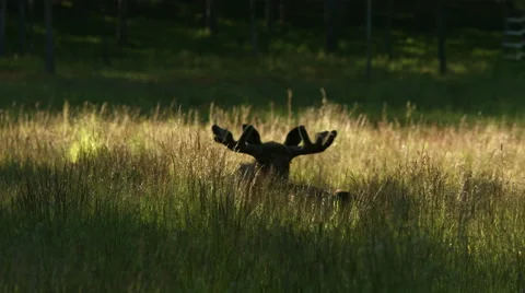 A moose lying in tall grass Stock Footage 49113689
