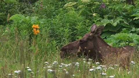 Moose Lying in Wildflowers Floppy Ears Funny Lips Stock Footage 11706228