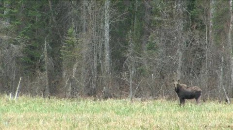 Moose in marsh Stock Footage 119463