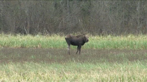 Moose in marsh Stock Footage 122879